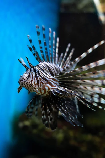 Aquarium Lionfish Pterois Volitans Poisonous Fish Coral Reef Aqua Space — Stock Photo, Image