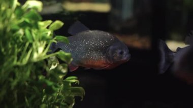 Amazon algler arasında yırtıcı bir piranha balığıdır. Kızgın, aç bir balık sürüsü yüzüyor..