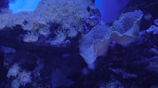 Close-up van koraalriffen. Algen wankelen uit de stroming van het water. — Stockvideo