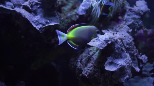 Piccoli pesci gialli nuotano in un grande acquario vicino ai coralli. — Video Stock