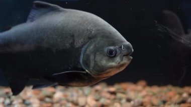 Güney Amerika 'dan gelen yırtıcı balıklar büyük bir akvaryumda yüzerler..