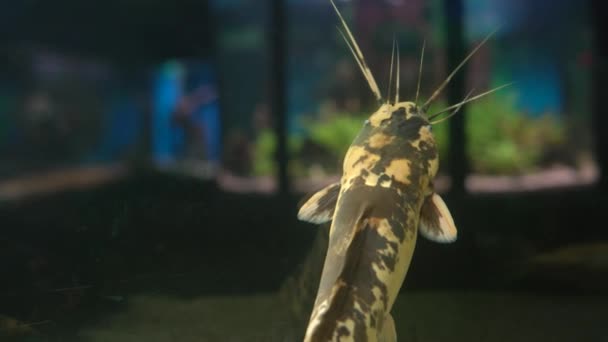 Sötvattenfisk Clarius fläckiga eller vandrande havskatt simmar i ett sötvattenakvarium. Oceanarium marina djur — Stockvideo