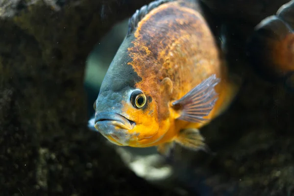 Big beautiful fish cichlid Astronostus oscar swims in a pond among the stones. Aqua space — Stock Photo, Image