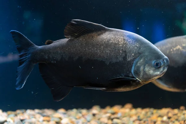 Predatory fish from South America red pacu piranha swims in a huge aquarium. — Stock Photo, Image