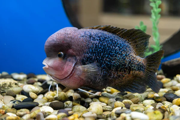 Cichlazoma rainbow or Vieja synspilum Cichlasoma sensillum fish swims in the aquarium. — Stock Photo, Image
