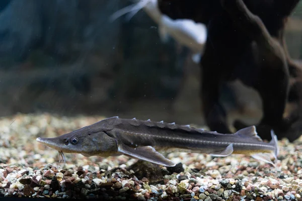 Una foto subacquea di uno storione russo. I pesci nuotano nell'acquario vicino al giorno di sassi e ciottoli. — Foto Stock