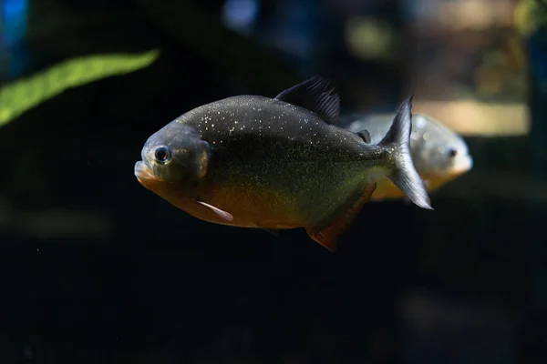 A Amazônia é um peixe piranha predatório entre as algas. Um bando de peixes famintos raivosos nada. — Fotografia de Stock