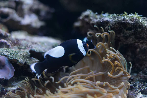 Bellissimi ocellaris clownfish in bianco e nero tra i tentacoli di anemone di Bali, — Foto Stock