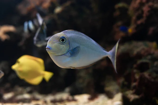 Sohal surgeonfish. Fish - a type of bone fish Osteichthyes. Fish-surgeons. — Stock Photo, Image