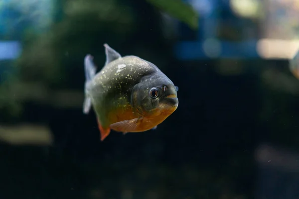 The Amazon is a predatory piranha fish among the algae. A flock of angry hungry fish swims. — Stock Photo, Image