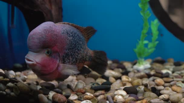 Cichlazoma szivárvány vagy Vieja synspilum Cichlasoma sensillum hal úszik az akváriumban. — Stock videók