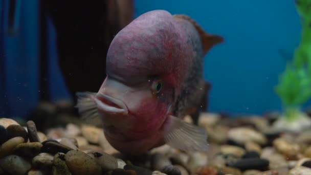 Cichlazoma regenboog of Vieja synspilum Cichlasoma sensillum vissen zwemmen in het aquarium. — Stockvideo