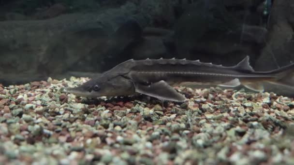Cinematic underwater photo of the Russian sturgeon Scientific name: Acipenser gueldenstaedtii - Тип: Chordata - Клас: Osteichthyes bony fish - Порядок: Acipenseriformes — стокове відео