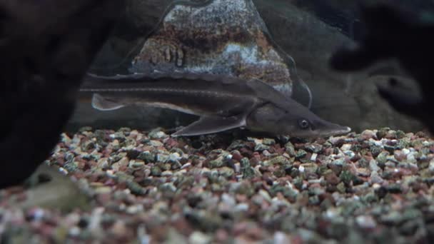 Una foto cinematografica subacquea di uno storione russo. I pesci nuotano nell'acquario vicino al giorno di sassi e ciottoli. — Video Stock