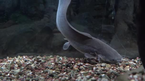 Pesce gatto nell'acquario. Famiglia Pesce gatto Saccobranco Heteropneustidae Saccobranchidae . — Video Stock