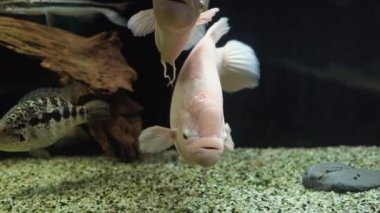 Gerçek ya da dev bir gourami, makropod familyasından tatlı su yüzgeçli bir balıktır. Büyük bir akvaryumda yüzer..