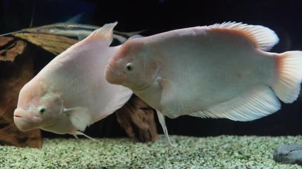 Twee witte vissen De echte of reuzengourami is een zoetwaterstraalvinnige vis uit de familie van de macropotigen (Macropidae). Zwemmen in een groot aquarium. — Stockvideo