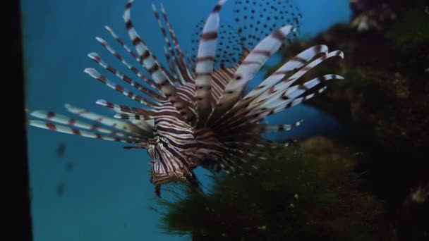 Pez león rojo Pterois volitans peces de acuario, un pez venenoso arrecife de coral — Vídeos de Stock