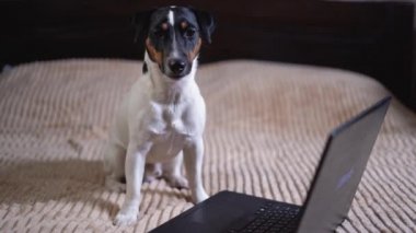Köpek Jack Russell evde laptopun yanındaki yatakta oturuyor. Evcil hayvan konsepti