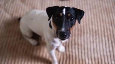 Köpek Jack Russell 'ın yatakta oturup kameraya baktığı en iyi görüntü. Evcil hayvan üzgün gözler konsepti