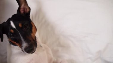 Beyaz yatağa bakan Jack Russell 'ın köpeği. Uzayı kopyala Evcil hayvan konsepti