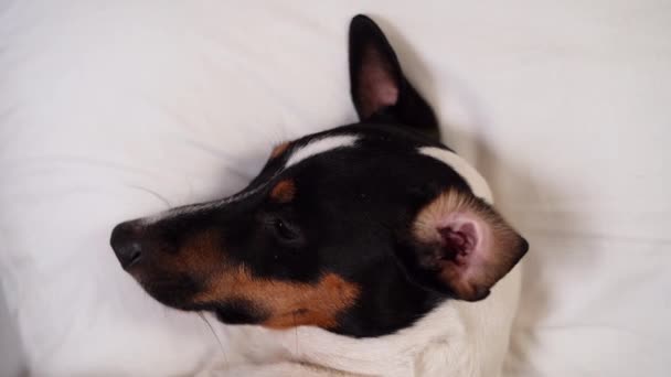 Divertido pequeño Jack Russell terrier perro con piel blanca y marrón se encuentra en la cama de color cerca de la almohada y se duerme de cerca — Vídeos de Stock