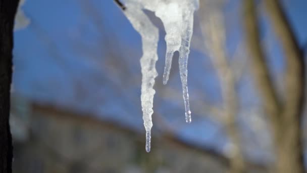 Icicle melting, water dripping from icicle in spring, close-up with blurred background — Stock Video