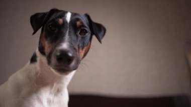 Köpek Jack Russell kameraya yakından bakıyor. Boşluğu kopyala