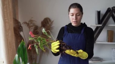 Beyaz bir bayan, iş kıyafetleri içinde siyah saçlı bir bahçıvan, ev bitkilerini nasıl nakledeceğini söylüyor. Bir anthurium çiçeği alır kabuk sistemini gösterir ve onu anlatır..