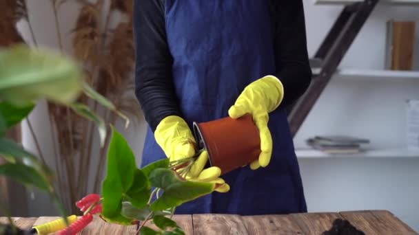 Närbild av kvinnliga händer i gula handskar är engagerade i transplantering krukväxter. Han tar en blomma och tar den ur grytan.. — Stockvideo