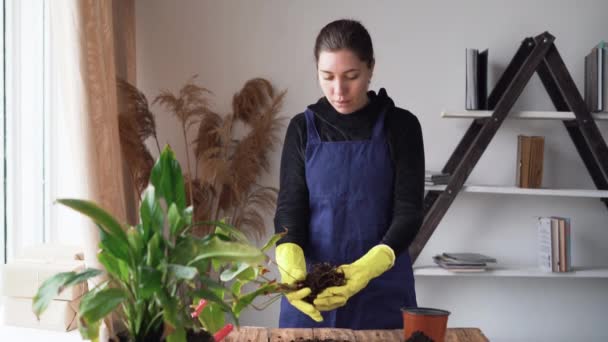 Uma jovem caucasiana, jardineira de roupas de trabalho com cabelo preto, conta como transplantar plantas de sala. toma uma flor de antúrio e limpa o sistema radicular do solo velho. — Vídeo de Stock