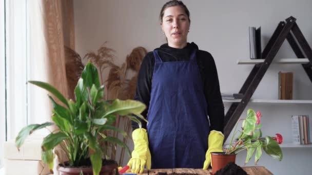 Egy fiatal kaukázusi hölgy, egy fekete hajú munkaruhás kertész, megmondja, hogyan kell beültetni a szobanövényt. Fogott egy anthurium virágot és kivette a fazékból.. — Stock videók