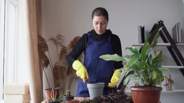 En ung vit kvinna, en trädgårdsmästare i arbetskläder med svart hår, berättar hur man transplanterar krukväxter. Tar en del av jorden med en spatel och häller den i blomkrukan. — Stockvideo