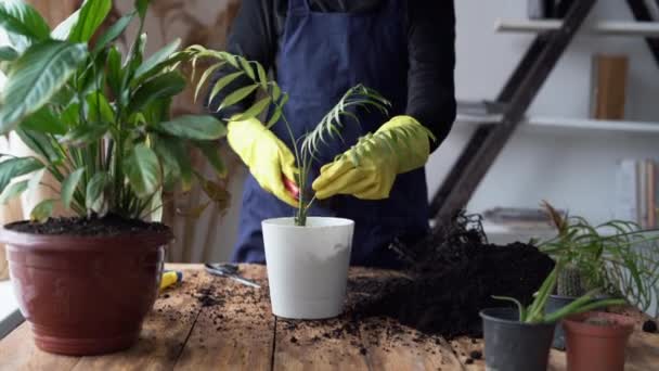 Close-up tangan perempuan dalam sarung tangan karet transplantasi bunga indoor menggunakan spatula untuk mendistribusikan tanah dalam pot tanaman. — Stok Video