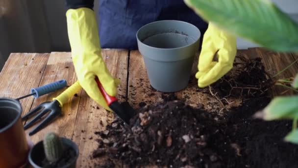 Närbild av kvinnliga händer i gummihandskar med hjälp av en speciell spatel för att få jord för växter i en kruka för inomhusblommor. — Stockvideo