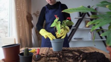 Lastik eldivenli kadın ellerinin yakın plan çekimi kapalı bir anturyum çiçeğini yeni bir çömleğe naklediyor. Ev bitkisinin yakınındaki toprağı işlemek için parmaklarını kullan..