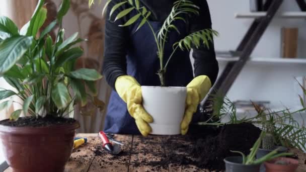 ゴム手袋の閉鎖女性の手は、屋内の花を移植ヤシの木と鍋を削除し、それを空に置きます. — ストック動画
