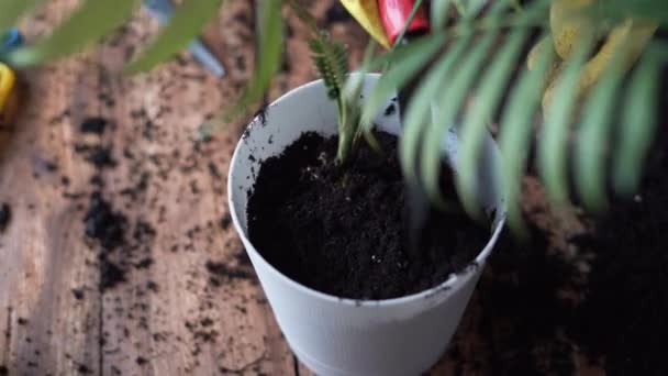 Primo piano delle mani femminili in guanti di gomma trapiantare un fiore al coperto con una spatola per distribuire il terreno in un vaso di piante. — Video Stock