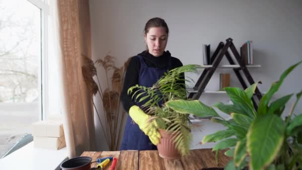 Uma jovem mulher caucasiana leva um vídeo blog, conta como transplantar plantas de sala. na frente de uma palmeira flor interior e divide-se sobre seus danos e doenças. — Vídeo de Stock