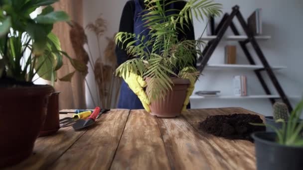 Close-up de mãos femininas em luvas de borracha transplante de uma flor interior leva uma palmeira flor interior e corta as folhas danificadas com tesoura. — Vídeo de Stock