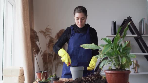 一个年轻的白人妇女领导一个视频博客，讲述如何移植家庭植物。用铲子铲起泥土，倒入盆中盛放室内花卉. — 图库视频影像