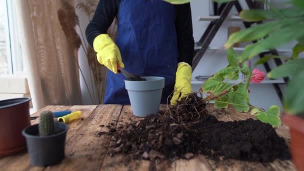 Nahaufnahme weiblicher Hände in Gummihandschuhen mit einem speziellen Spachtel, um Boden für Pflanzen in einem Topf für Zimmerblumen zu gewinnen. — Stockvideo
