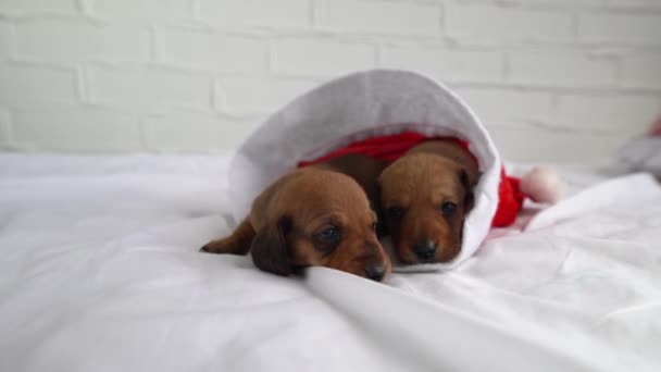 Recién nacido dachshund cachorros un regalo para el nuevo año en un sombrero de Santa Claus. Navidad y un regalo para un niño perros pequeños. Hermanos animales con bozales marrones. — Vídeo de stock