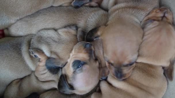 I cuccioli di bassotto vista dall'alto si trovano sul letto primo piano. Molti piccoli cani insieme. Famiglia di cani. Il concetto di allevamento e cura degli animali. — Video Stock