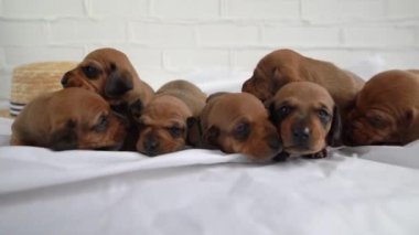 Yatakta Dachshund yavruları var. Yeni doğmuş bebeklerin köpek ailesi. Evcil hayvanlara bakmak ve satmak. Çiftleşen hayvanlar. Kavramsal olarak,