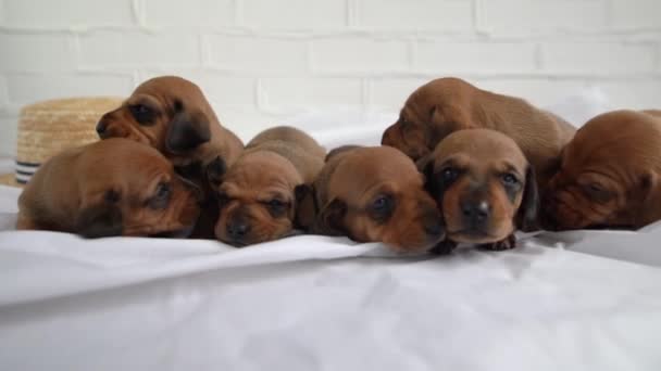 Yatakta Dachshund yavruları var. Yeni doğmuş bebeklerin köpek ailesi. Evcil hayvanlara bakmak ve satmak. Çiftleşen hayvanlar. Kavramsal olarak, — Stok video
