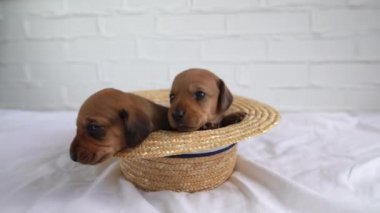 İki dachshund yavrusu yatağın üzerinde bir şapkanın içinde oturuyorlar. Köpekler şapkadan çıkıyorlar. Yeni doğmuş bebek köpek. Evcil hayvan konsepti. Evcil hayvan doğum günü hediyesi..