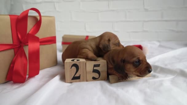 Cadou de Crăciun cățeluși mici dachshund pe cutii de pat cu cadouri și calendar din lemn cu data de 25 decembrie. Câini mici pentru copii. Conceptul de Crăciun și vacanță . — Videoclip de stoc