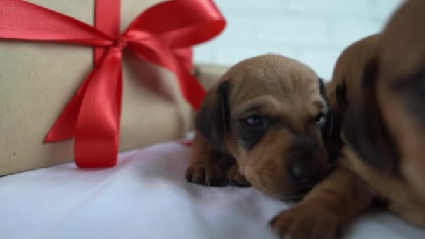 Zwei braune Welpen auf dem Bett im Zimmer neben der Geschenkbox. Hunde überraschen zum Geburtstag oder zu Weihnachten. Neugeborene Dackel aus nächster Nähe. — Stockvideo