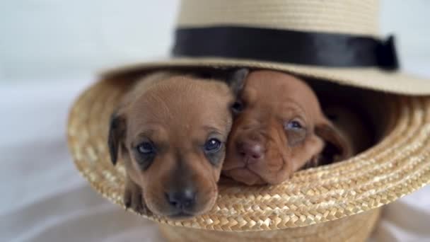 Lindos cachorros recién nacidos están sentados en un sombrero y mostrando sus narices a la cámara. Primer plano. Animales de perro salchicha. Concepto de mascotas. — Vídeo de stock